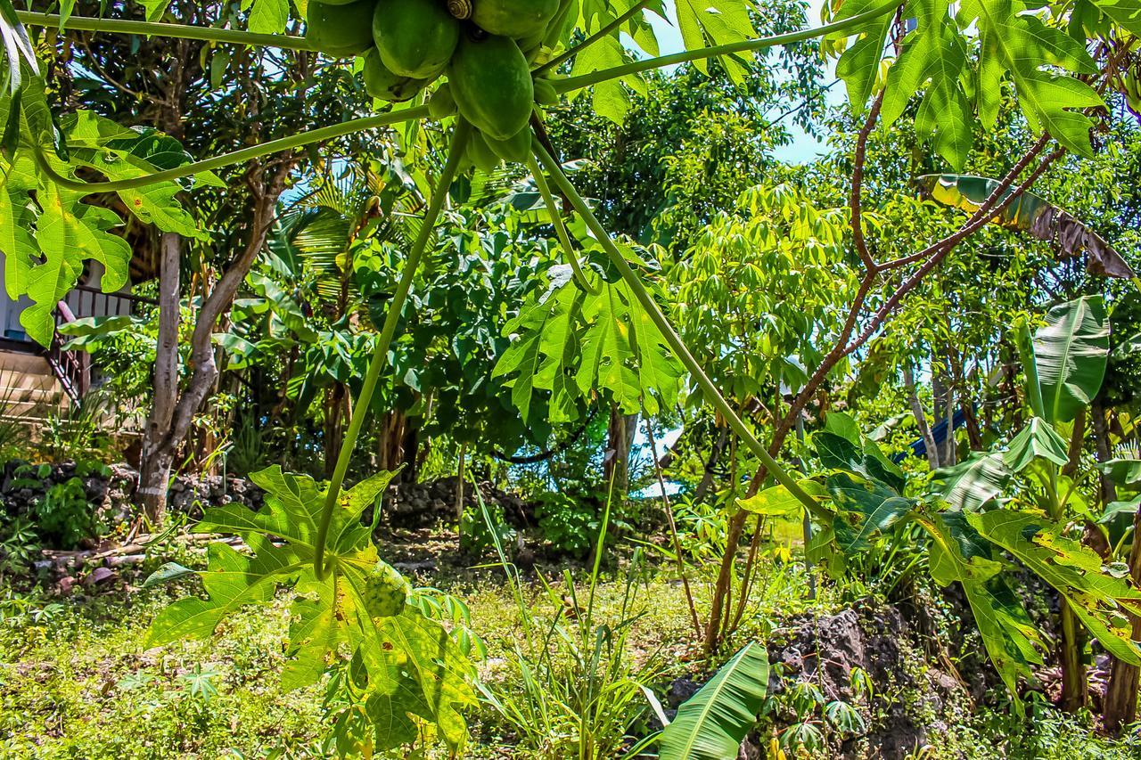 厄科阿拉姆努沙洛奇山林小屋 Ped 外观 照片